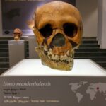 Neandertalare