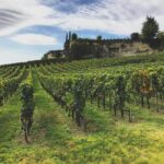Wineyard