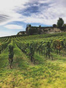 Wineyard